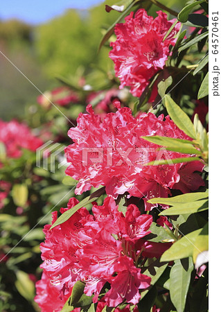 鮮やかなシャクナゲの花    鮮やかなシャクナゲの花    64570461
