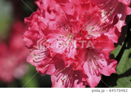 鮮やかなシャクナゲの花 鮮やかなシャクナゲの花 64570462
