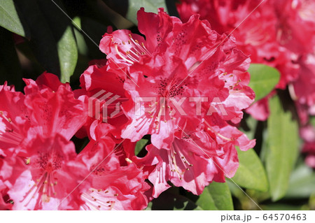 鮮やかなシャクナゲの花    鮮やかなシャクナゲの花    64570463