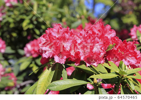 鮮やかなシャクナゲの花　　　 64570465