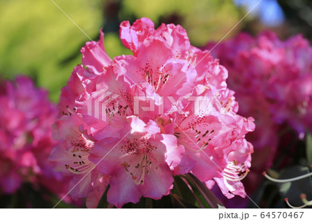 鮮やかなシャクナゲの花　　　 64570467