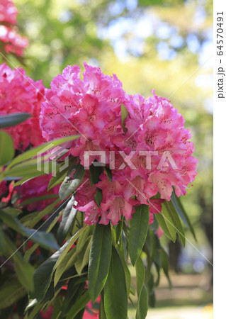 鮮やかなシャクナゲの花     鮮やかなシャクナゲの花     64570491