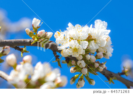 spring cherry blossom and blue sky background 64571263