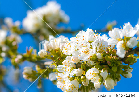 spring blossom and blue clear sky background 64571264