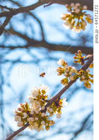 bee pollinates spring blossom 64571272