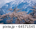 雪山と桜 64571545