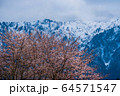 雪山と桜と雲 64571547