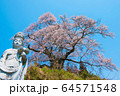 満開の桜とお地蔵様 64571548