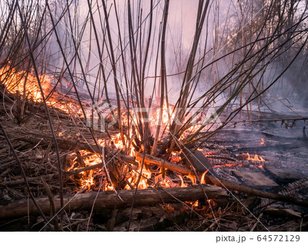 Forest ground fire Forest ground fire 64572129