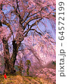雪山と地蔵様としだれ桜 64572199