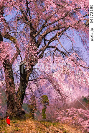 雪山と地蔵様としだれ桜 雪山と地蔵様としだれ桜 64572199