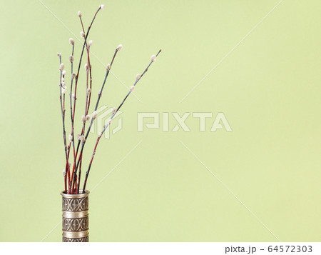 bunch of flowering pussy-willow twigs on olive 64572303