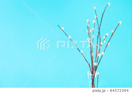 bunch of downy pussy-willow twigs on blue green 64572304