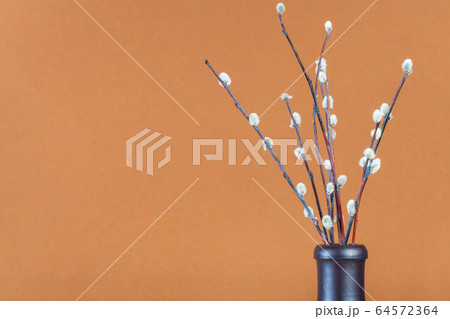 several downy pussy-willow twigs in ceramic bottle 64572364
