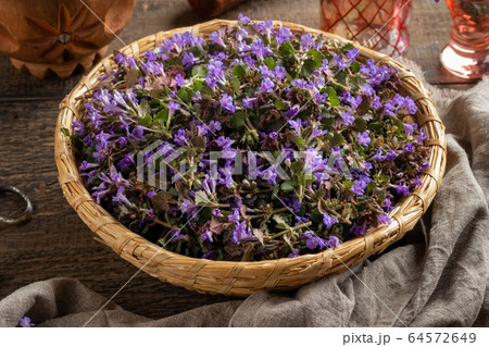 Fresh ground-ivy flowers in a basket on a table Fresh ground-ivy flowers in a basket on a table 64572649