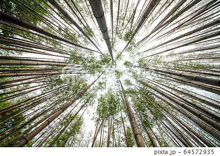 竹 森 潭陽郡 64572935