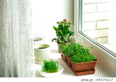 Red radish microgreens 64574217