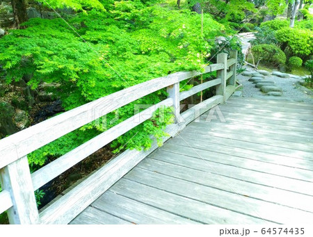 カエデの若葉と木製橋 64574435