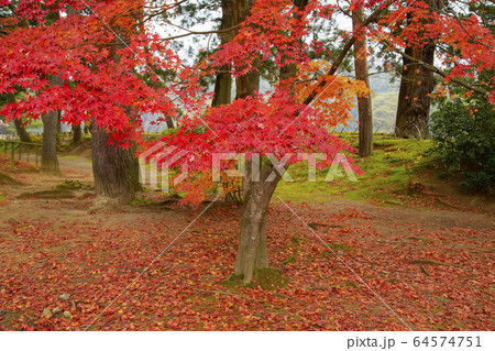 毛越寺庭園の紅葉 64574751