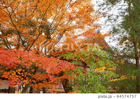 毛越寺庭園の紅葉 64574757