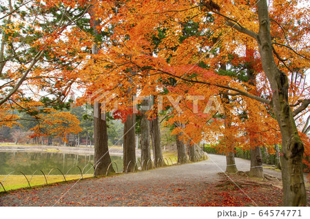 毛越寺庭園の紅葉 毛越寺庭園の紅葉 64574771