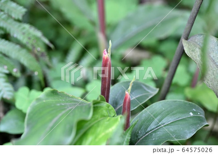 ハナミョウガの花芽 ハナミョウガの花芽 64575026