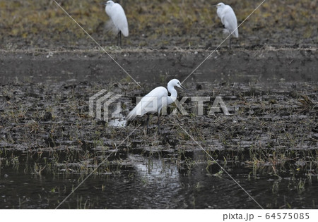 だいさぎ、飾り羽 64575085