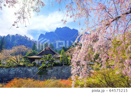 しだれ桜と妙義山 しだれ桜と妙義山 64575215