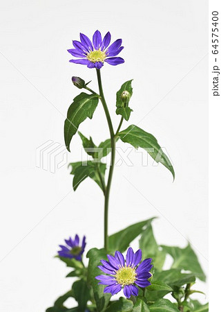 ミヤコワスレの花・背景画像 64575400