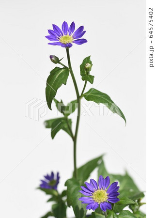 ミヤコワスレの花・背景画像 64575402