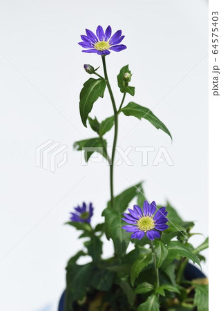 ミヤコワスレの花・背景画像 ミヤコワスレの花・背景画像 64575403