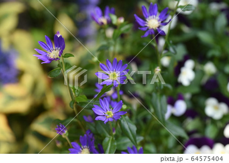 ミヤコワスレの花 背景画像の写真素材