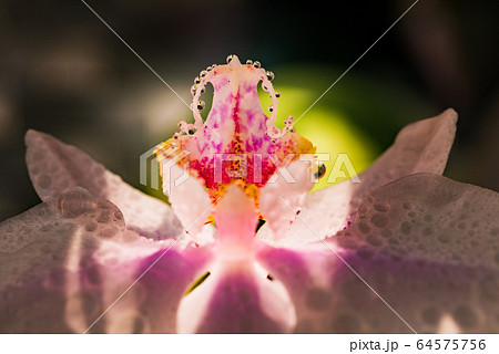 Pink orchid closeup of flower. Backlit natural light. 64575756