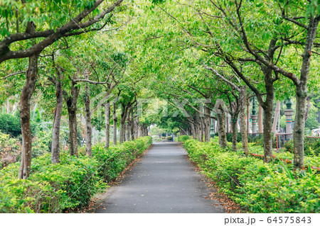 Summer green tree lined road 64575843