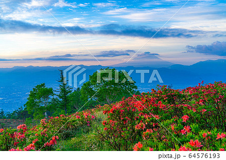 甘利山から見た朝焼けと富士山 レンゲツツジ 【山梨県】 甘利山から見た朝焼けと富士山 レンゲツツジ 【山梨県】 64576193