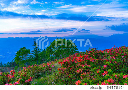 甘利山から見た朝焼けと富士山 レンゲツツジ 【山梨県】 甘利山から見た朝焼けと富士山 レンゲツツジ 【山梨県】 64576194