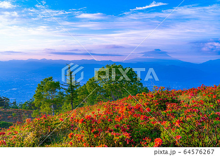 甘利山から見た朝焼けと富士山　レンゲツツジ　【山梨県】 64576267