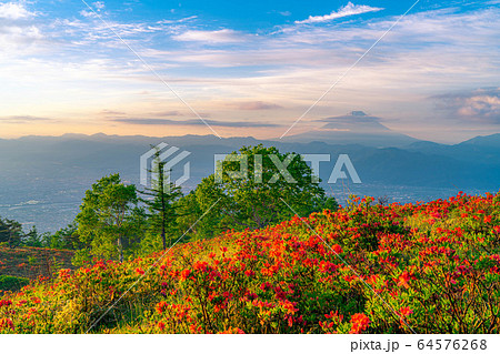 甘利山から見た朝焼けと富士山　レンゲツツジ　【山梨県】 64576268