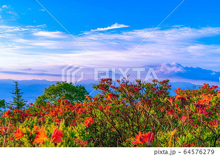 甘利山から見た朝焼けと富士山　レンゲツツジ　【山梨県】 64576279
