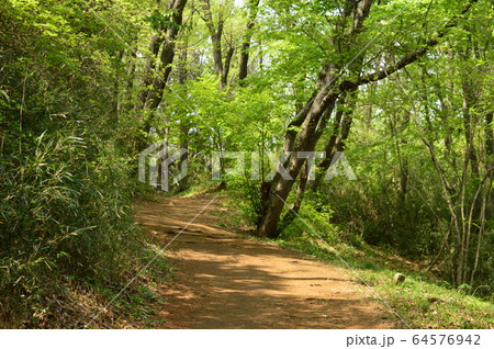 春の都立長沼公園の植物はこんな感じ 八王子市 春の都立長沼公園の植物はこんな感じ 八王子市 64576942