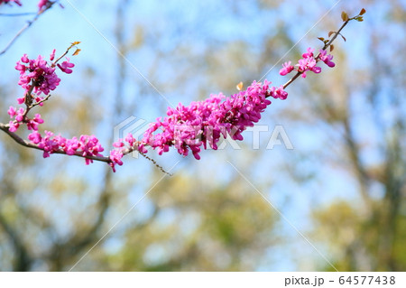ハナズオウの花 64577438