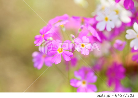 プリムラマルコイデスの花 プリムラマルコイデスの花 64577502