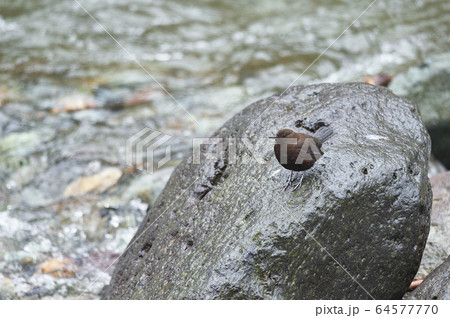 知床で出会ったカワガラス(北海道) 知床で出会ったカワガラス(北海道) 64577770