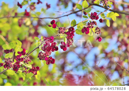 ミツバアケビの花 64578028