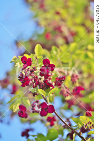 ミツバアケビの花 64578035