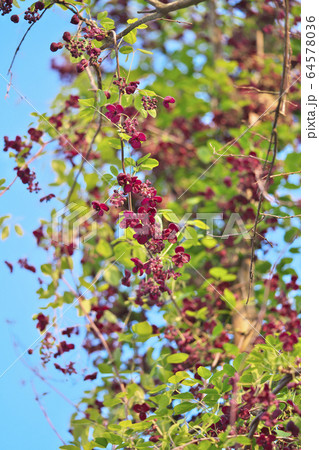 ミツバアケビの花 64578036