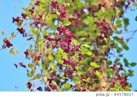 ミツバアケビの花 ミツバアケビの花 64578037