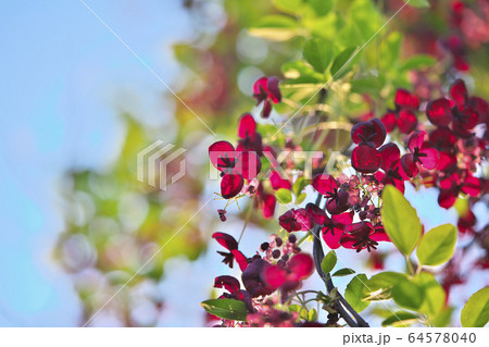 ミツバアケビの花 64578040