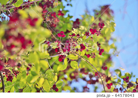 ミツバアケビの花 64578043