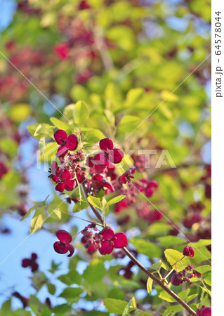 ミツバアケビの花 ミツバアケビの花 64578044